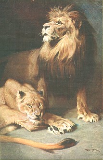 animal_08